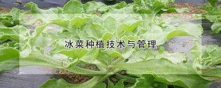 冰菜种植技术与管理,第1图