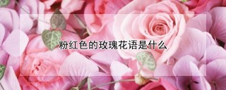 粉红色的玫瑰花语是什么,第1图