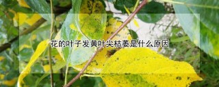 花的叶子发黄叶尖枯萎是什么原因,第1图