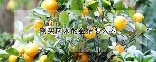 刚买回来的金桔怎么养,第1图