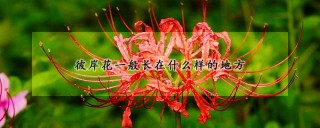 彼岸花一般长在什么样的地方,第1图