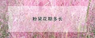 粉黛花期多长,第1图