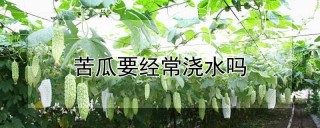 苦瓜要经常浇水吗,第1图