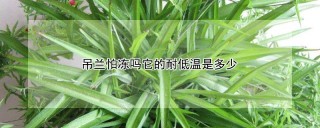 吊兰怕冻吗它的耐低温是多少,第1图