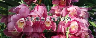 大花蕙兰水培可以吗,第1图