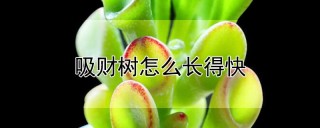 吸财树怎么长得快,第1图