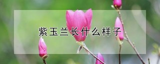 紫玉兰长什么样子,第1图