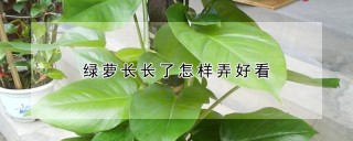 绿萝长长了怎样弄好看,第1图