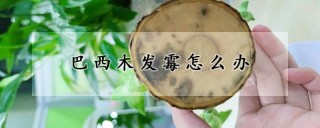 巴西木发霉怎么办,第1图