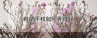 杜鹃干枝如何养得好,第1图