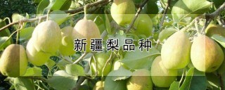 新疆梨品种,第1图