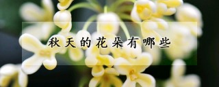 秋天的花朵有哪些,第1图