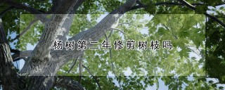 杨树第二年修剪树枝吗,第1图