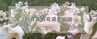 白合花的花语怎么说,第1图