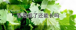 香菜剪了还能长吗,第1图