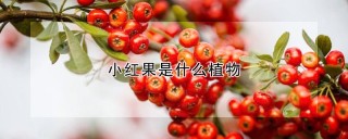 小红果是什么植物,第1图