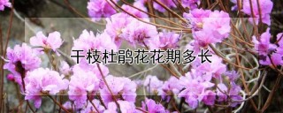 干枝杜鹃花花期多长,第1图