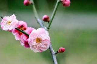 1～12月各开什么花 每个月开什么花,第1图