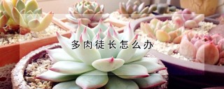 多肉徒长怎么办,第1图