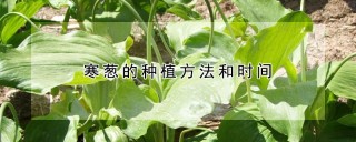 寒葱的种植方法和时间,第1图