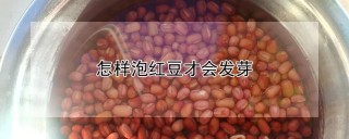 怎样泡红豆才会发芽,第1图