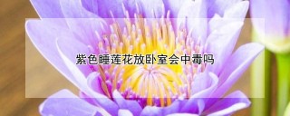 紫色睡莲花放卧室会中毒吗,第1图