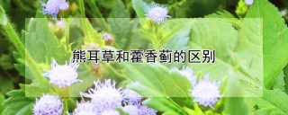 熊耳草和藿香蓟的区别,第1图