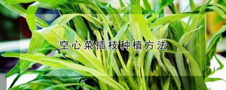 空心菜插枝种植方法,第1图