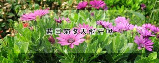 蓝目菊冬天能开吗,第1图