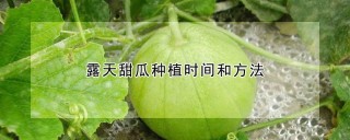 露天甜瓜种植时间和方法,第1图