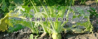 芥菜种植行距和株距,第1图