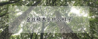 金丝楠木长什么样子,第1图