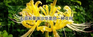 石蒜和曼珠沙华是同一种花吗,第1图