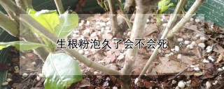 生根粉泡久了会不会死,第1图