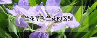 兰花草和兰花的区别,第1图