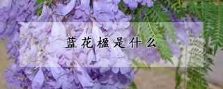 蓝花楹是什么,第1图