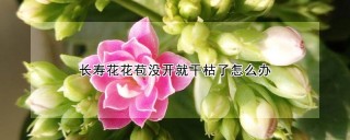 长寿花花苞没开就干枯了怎么办,第1图