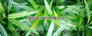 海南香兰的种植方法,第1图