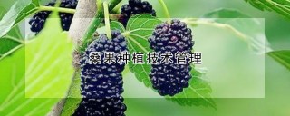 桑果种植技术管理,第1图