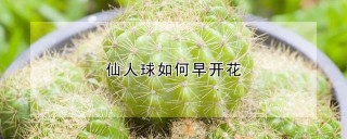 仙人球如何早开花,第1图