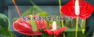 淘米水浇红掌正确方法,第1图