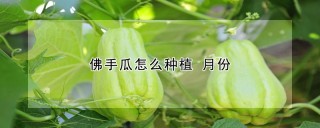 佛手瓜怎么种植 月份,第1图