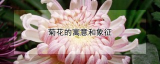 菊花的寓意和象征,第1图