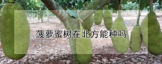 菠萝蜜树在北方能种吗,第1图