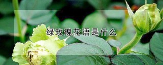 绿玫瑰花语是什么,第1图