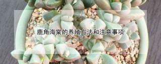 鹿角海棠的养殖方法和注意事项,第1图