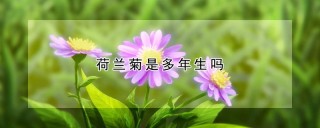 荷兰菊是多年生吗,第1图