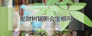 发财树锯断会生根吗,第1图