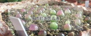 多肉灯泡怎么养,第1图