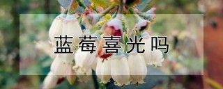 蓝莓喜光吗,第1图